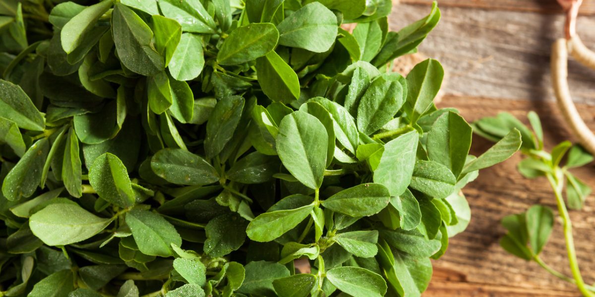 fenugreek-for-diabetes-patients-–-an-expert’s-advise