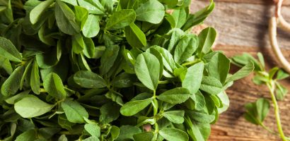 fenugreek-for-diabetes-patients-–-an-expert’s-advise