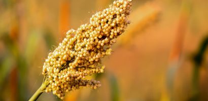 jowar-(sorghum)-–-benefits,-nutrition-value,-&-recipes