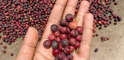 phalsa:-nutrition,-benefits-and-precautions