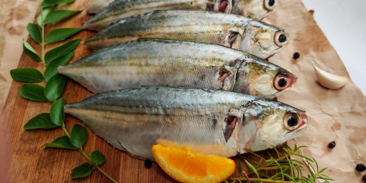 indian-mackerel:-an-exhaustive-guide-on-the-indigenous-fish 