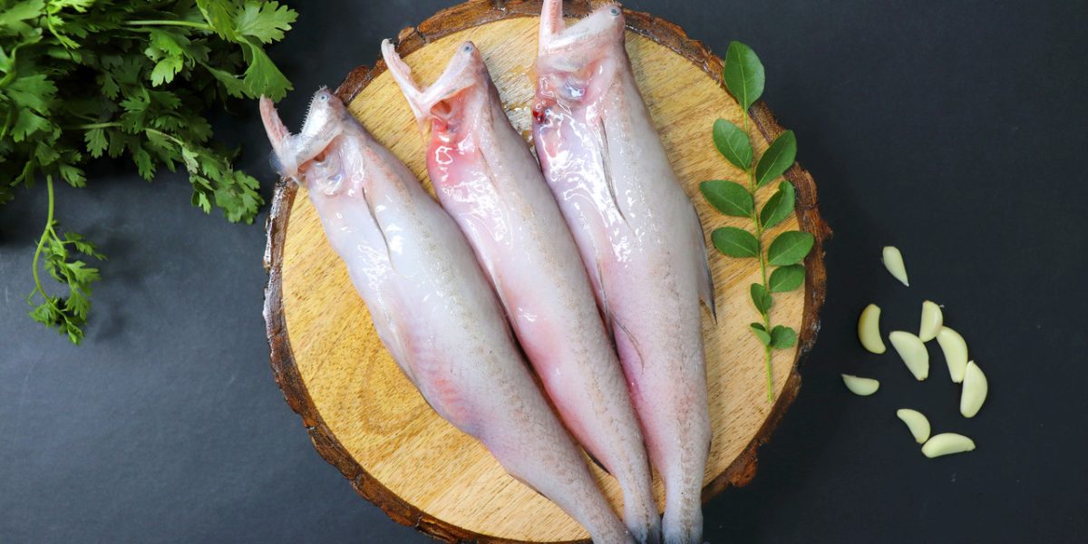 bombay-duck:-a-fish-devoted-to-your-good-health