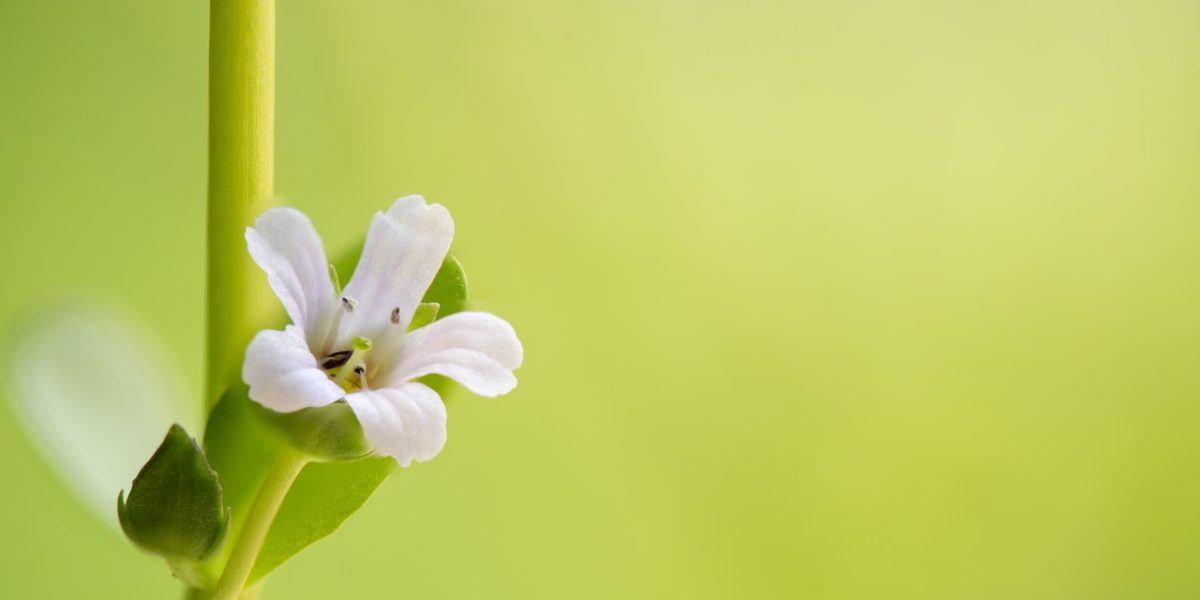 an-expert’s-take-on-brahmi-plant-and-its-health-benefits