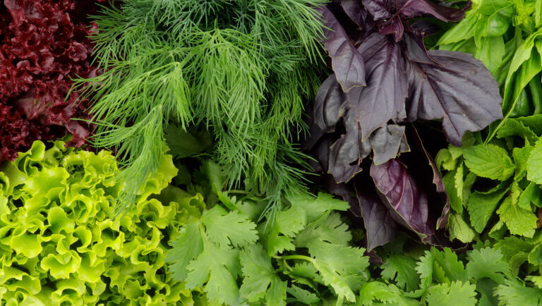 11-lesser-known-indian-leafy-vegetables