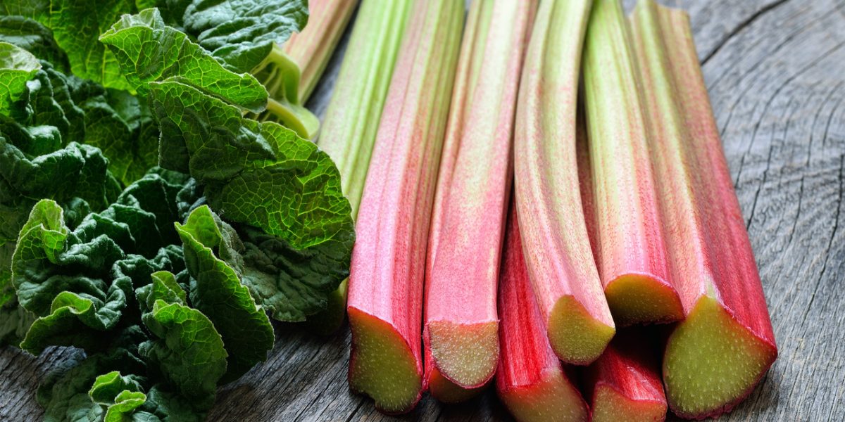 rhubarb-a-versatile-and-delicious-plant