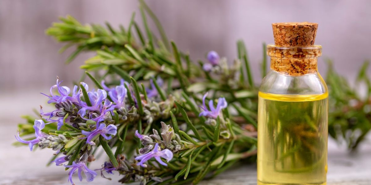 rosemary-essential-oil:-discover-its-health-benefits