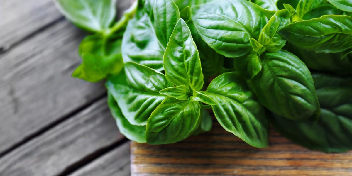 basil-leaves:-nature’s-anti-inflammatory-superfood