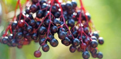 elderberry:-the-all-natural,-immune-boosting-superfood